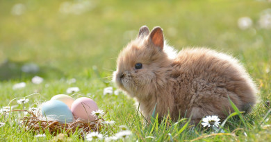 Sorpresa di Pasqua 2017 LAST MINUTE Sorpresa di Pasqua 2017 LAST MINUTE