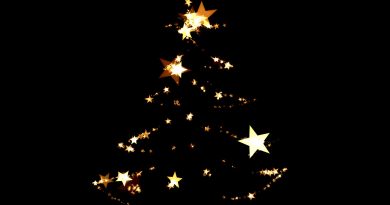 L’albero di Natale per il Vaticano 2019 L’albero di Natale per il Vaticano 2019