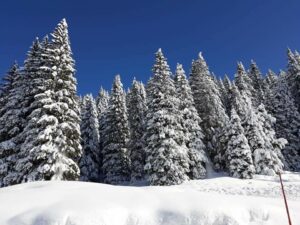 E' arrivata finalmente la neve!